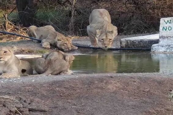 Lion, drinks water