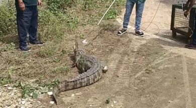 Crocodile